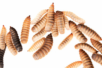Insekten haben als Protein- und Fettquelle viele Vorteile. Fr die Aufzucht der Larven kann auf bereits bewhrte Techniken zurckgegriffen werden.