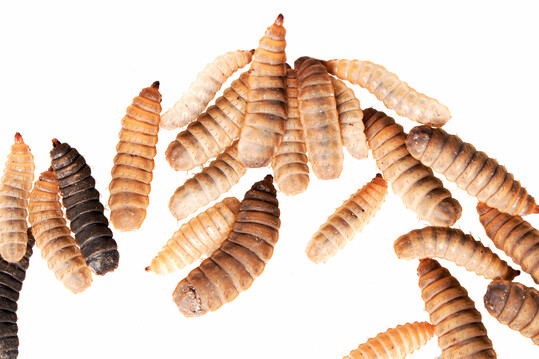 Insekten haben als Protein- und Fettquelle viele Vorteile. Fr die Aufzucht der Larven kann auf bereits bewhrte Techniken zurckgegriffen werden.