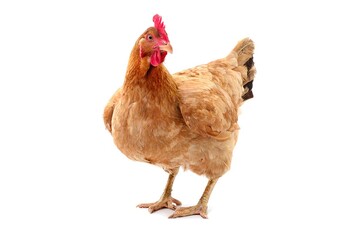 Das Niederschsische Tiergesundheitssymposium bietet eine einzigartige Plattform fr den fachlichen Austausch und die Entwicklung innovativer Anstze im Kampf gegen Tierseuchen.