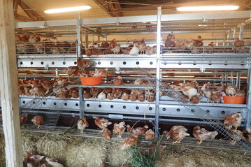 Viele Pickgelegenheiten, wie hier 
in der koaufzucht, ermglichen den 
jungen Tieren frhzeitig, ein artgerechtes 
Verhalten einzuben.