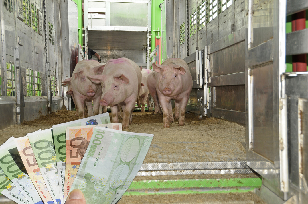 Schnelle Lösungen für die Schweinehalter sind nicht in Sicht, das immerhin stabile, niedrige Preisniveau ist kaum ein Trost.