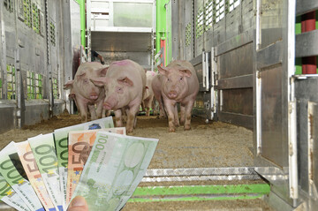 Schnelle Lsungen fr die Schweinehalter sind nicht in Sicht, das immerhin stabile, niedrige Preisniveau ist kaum ein Trost.