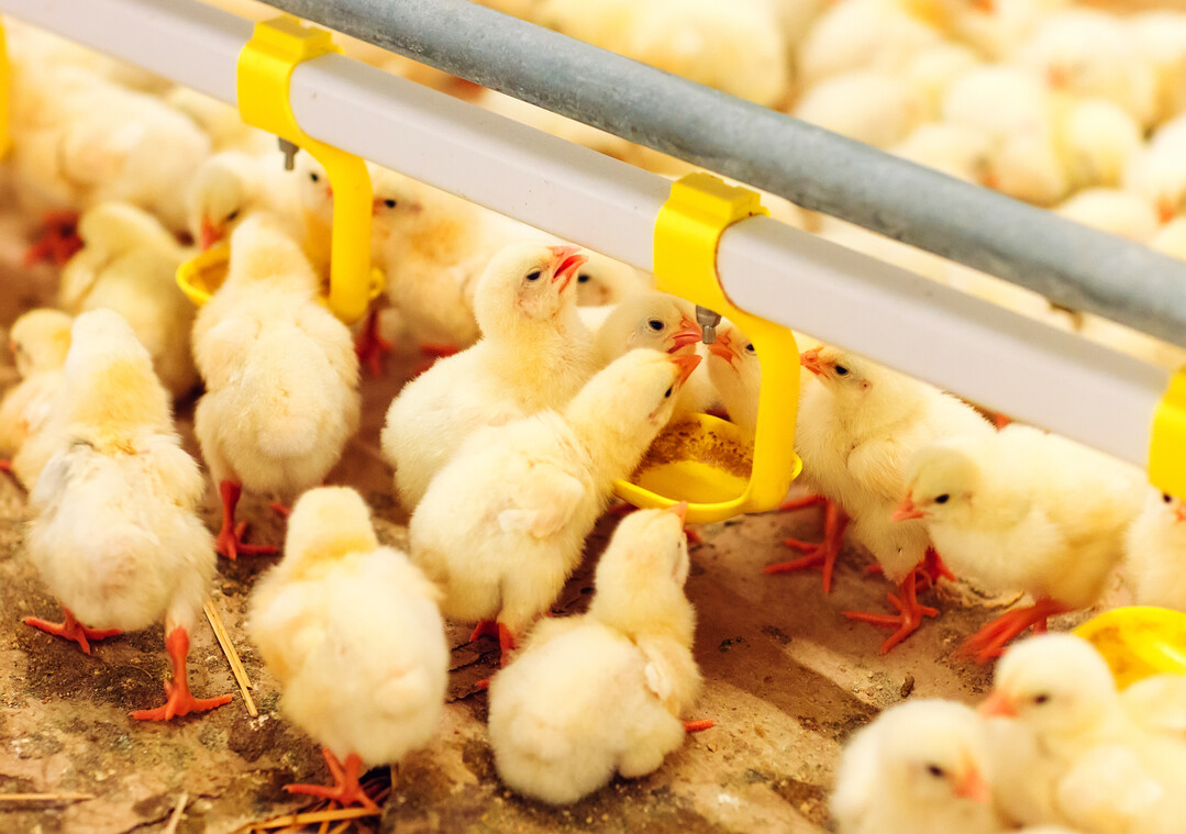 Die Animal Society hat einen Bericht zum Ende des Kükentötens an die Europäische Kommission übergeben.