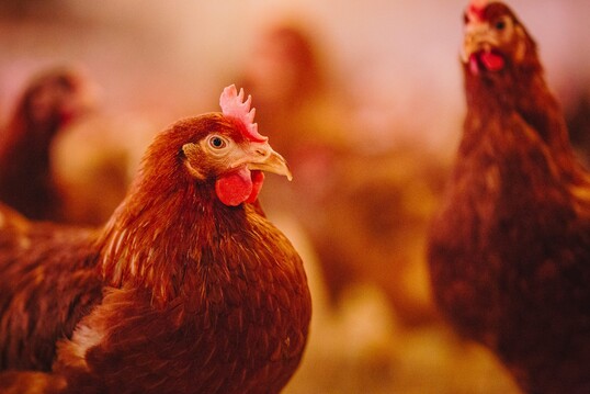 Der EU-Umweltrat stimmte fr mehr eine Erhhung der Schwellenwerte in Tierhaltungsanlagen.