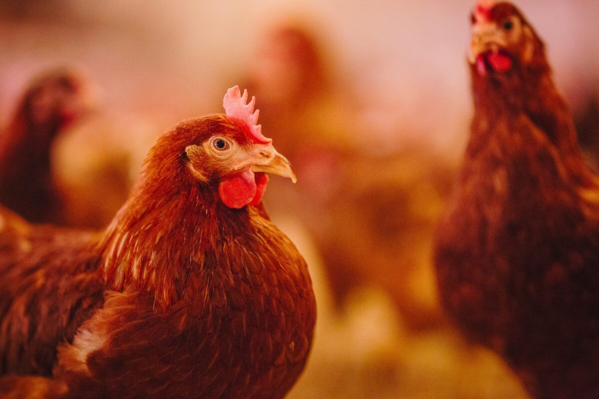 Nederland wijzigt richtlijnen voor het ruimen van pluimvee tijdens een uitbraak van de vogelgriep