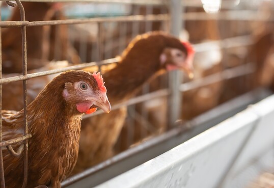 Die Europische Behrde fr Lebensmittelsicherheit (EFSA)empfiehlt unter anderem ein EU-weites Ende der Haltung von Legehennen in Kfigen.