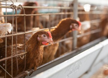 In den USA fhrten die letzten AI-Ausbrche bei zwei groen Legehennenhaltungen zu Tierverlusten in Millionenhhe.