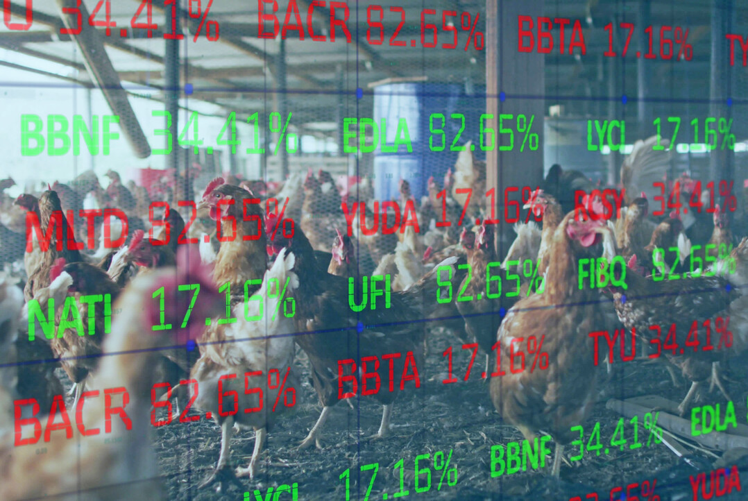 Geflgelhalter in NRW mssen ihre Tierzahlen melden. Das geht bequem online.