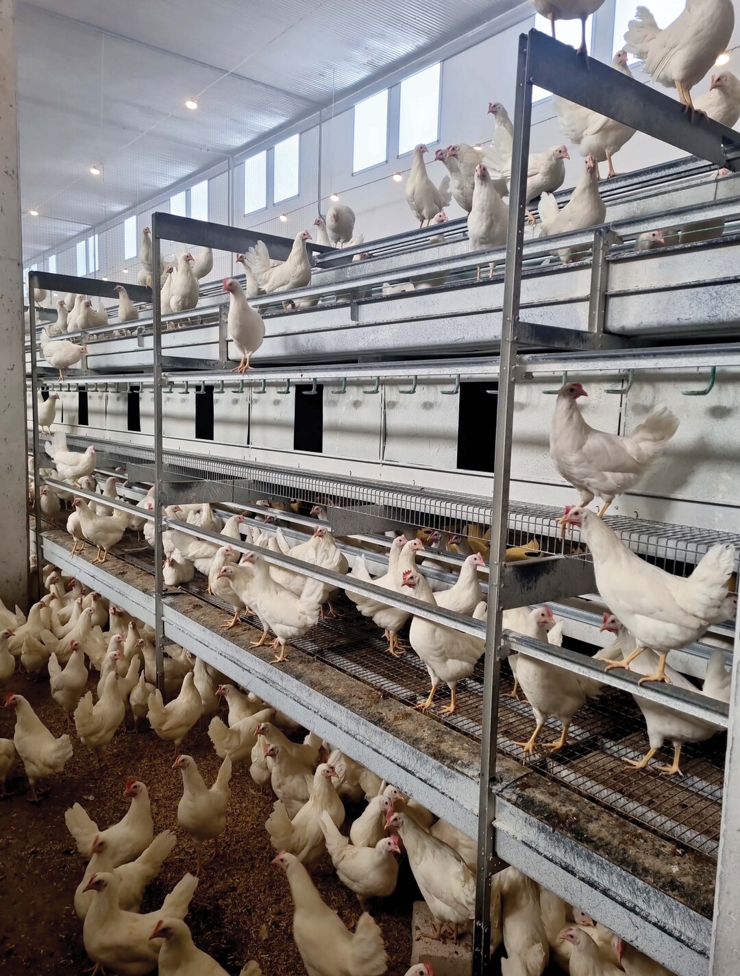 Legehennenvolieren bieten zahlreiche Versteckm�glichkeiten f�r die Rote Vogelmilbe. Regelm��iges Monitoring und gezielte Bek�mpfung sind daher besonders wichtig.