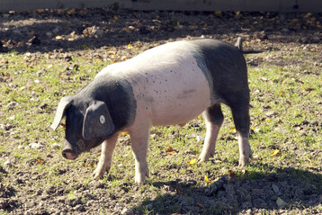 Das Schwbisch Hllische Schwein gehrt zu den stark gefhrdeten bzw. alten Nutztierrassen.