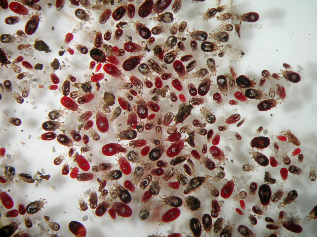 Rote Vogelmilbe unter dem Mikroskop: Die Färbung des etwa 0,7 x 0,4 mm großen Blutsaugers variiert von weißlich-grau bis dunkelrot-braun – je nach aufgenommener Blutmenge.