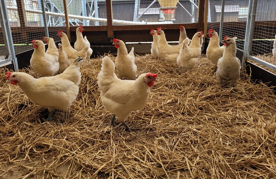 Zweinutzungsh�hner (�TZ coffee 30.?LW) in der Leistungspr�fung.