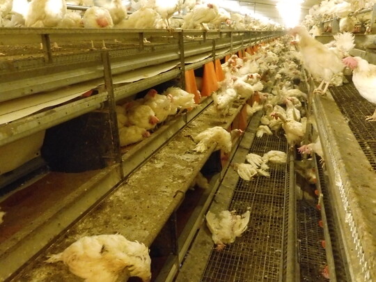 Der Blick in einen von der Geflgelpest betroffenen Legehennenstall zeigt verendete und apathische Tiere.