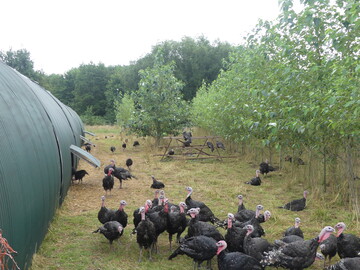 Puten in der Mastphase mit den betriebstypischen Rundbogenstllen mit Sitzstangen und Pappelwald im Auslauf.
