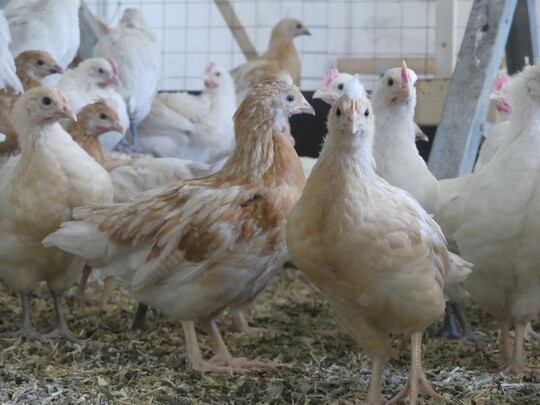 Hhner von Gebrauchskreuzungen 
werden in einem weiteren Projekt koGen  Charakterisierung funktionaler Merkmale fr eine nachhaltige und kologische Nutzung des Haushuhns untersucht (Frderung durch BMEL/BLE).