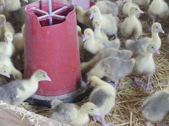 Der Betrieb kauft Gnse und Enten als Eintagskken zu und mstet diese.