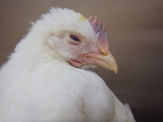 Krankheitssymptome beim Huhn: Das Tier ist apathisch und zeigt die typische Zyanose (Blaufrbung aufgrund von Sauerstoffmangel) am Kamm.