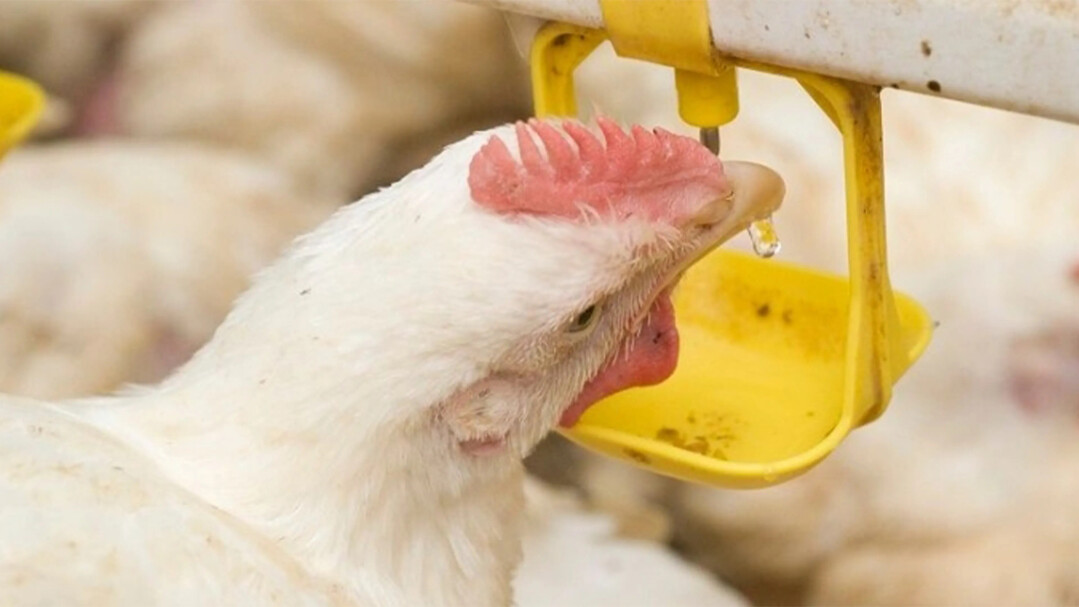 Die optimale Dosierung der Suregabe hngt von der Pufferkapazitt des lokalen Wassers ab und sollte deshalb stets individuell vor Ort getestet werden.