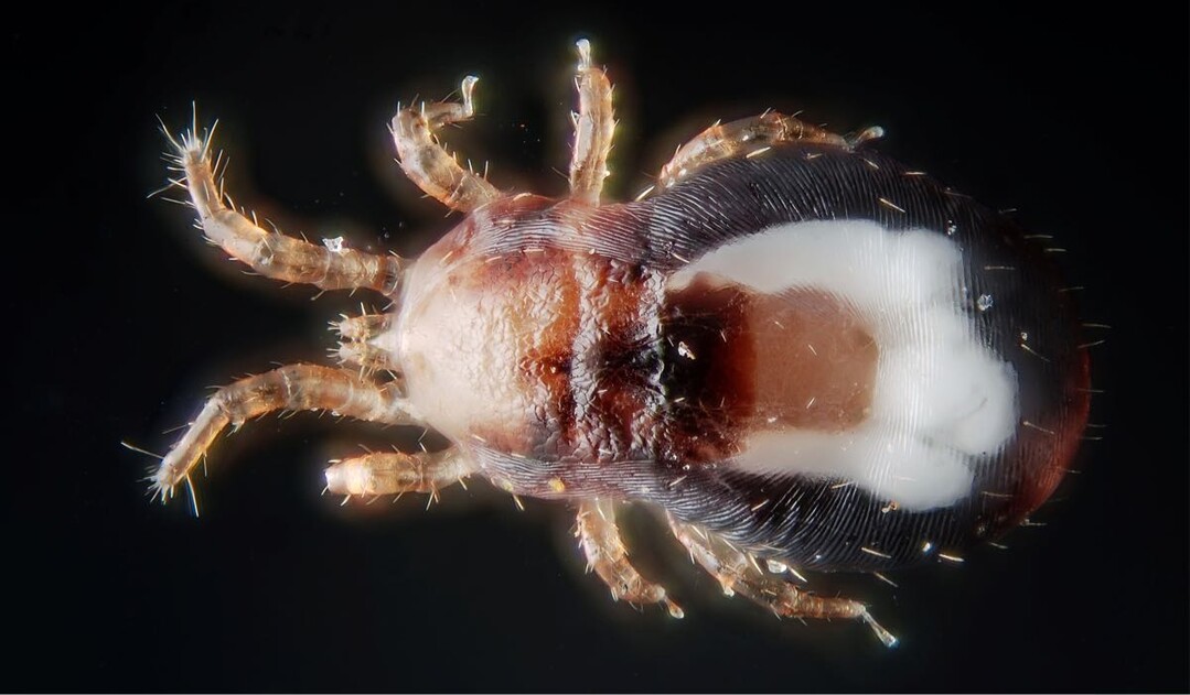 Die Rote Vogelmilbe versteckt sich tags�ber in Ritzen und Spalten und kommt nachts zum Blutsaugen hervor.