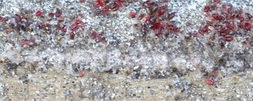 Massenhaftes Auftreten der Roten Vogelmilbe: Einzeltiere sind klein und unauff�llig, doch in hoher Dichte stellen sie ein erhebliches Risiko f�r Tiergesundheit und Leistung dar.