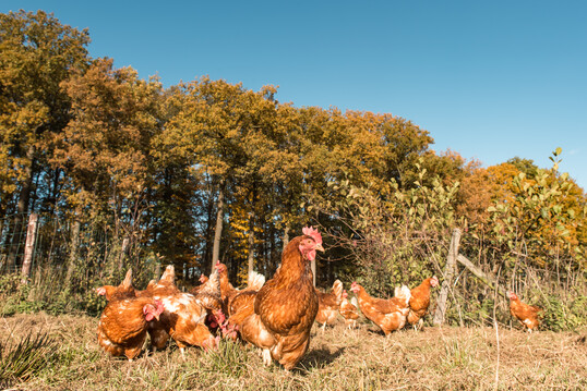Die Rote Vogelmilbe kann bei Legehennen in Freilandhaltung zu einem Befall fhren und somit zu einer Beeintrchtigung der Gesundheit der Tiere.