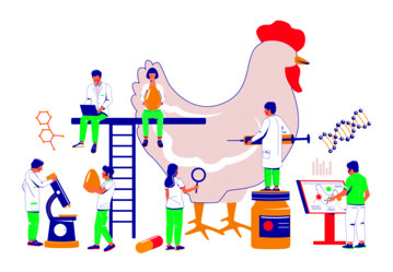 Die Forschergruppe "ImmunoChick", gefrdert durch die Deutsche Forschungsgemeinschaft, nutzt moderne Technologien der Molekularbiologie, um das Immunsystem des Huhnes zu untersuchen.