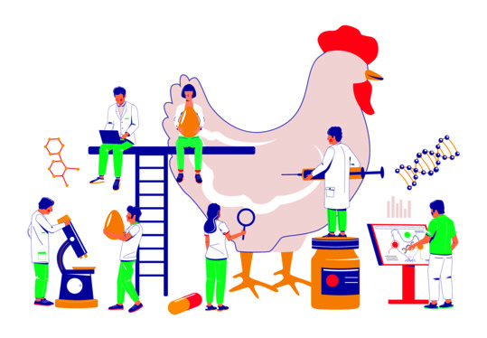 Die Forschergruppe "ImmunoChick", gefrdert durch die Deutsche Forschungsgemeinschaft, nutzt moderne Technologien der Molekularbiologie, um das Immunsystem des Huhnes zu untersuchen.