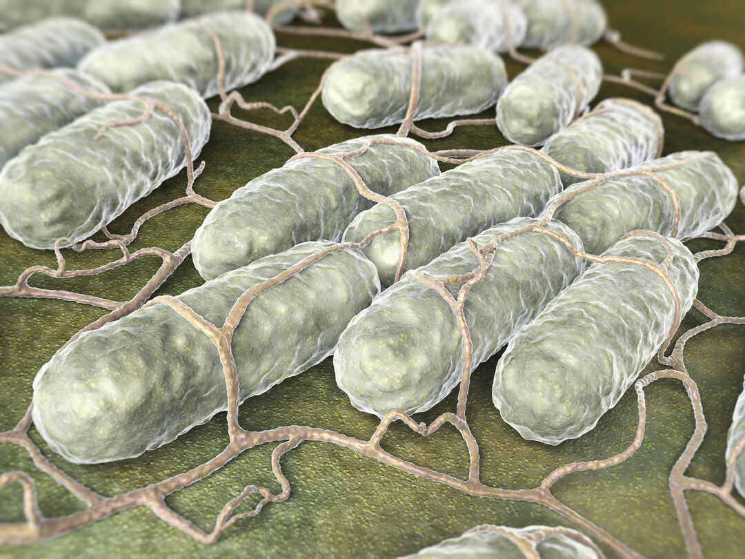Die Bakterien der Gattung Salmonella können beim Menschen eine Krankheit namens Salmonellose hervorrufen. In der Europäischen Union werden jährlich über 91 000 Fälle beim Menschen gemeldet.