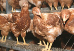 Über 90 % der Legehennenbetriebe in Deutschland, Belgien und
den Niederlanden sind von Milben befallen. Ein Impfstoff gegen
die Rote Vogelmilbe wird am Fraunhofer-Institut entwickelt.