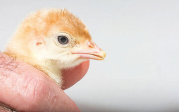 Mit Infrarotlicht schnabelbehandeltes Putenkken in einer Brterei. In einem
kanadischen Versuch blieben so behandelte Puten in Gewichtsentwicklung oder
Futteraufnahme nicht hinter den unbehandelten Kontrolltieren zurck, whrend
Mortalitt und Stressparameter bei den Puten mit spitzen Schnbeln hher lagen.