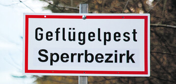 Im Winter 2020/2021 scheint die Viruslast
in der Wildvogelpopulation hher und das Virus aggressiver als
zuvor.