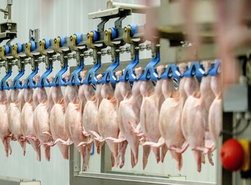 Aufgrund der Ausbreitung der Geflgelpest kann es zu Verzgerung bei den Schlachtterminen fr Geflgel kommen.