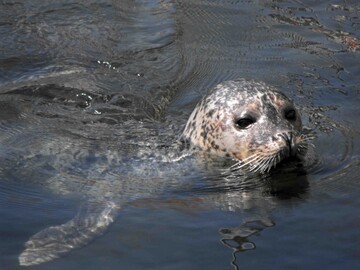 Untersuchungen haben ergeben, dass die Seehunde in Dnemark an hochpathogener Vogelgrippe (H5N1) verstorben sind.