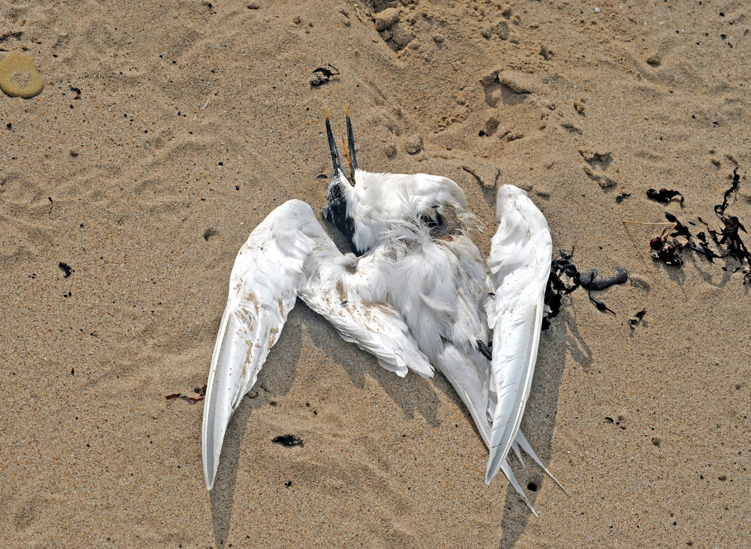 Der Bodenseekreis meldete mehrere verendete Lachmöwen, bei denen eine Infektion mit der Geflügelpest nachgewiesen wurde.