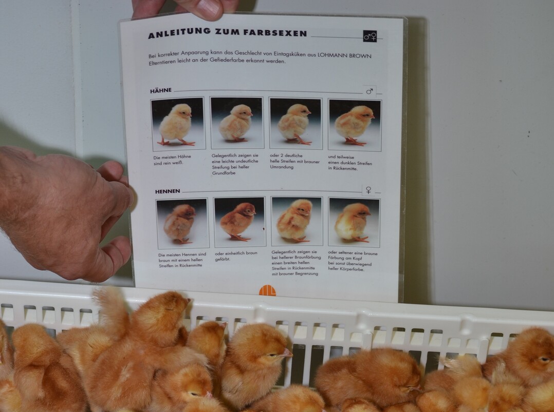 Bei der Unterscheidung von mnnlichen (hellgelben) und weiblichen (dunkleren) 
Legekken hilft eine Farbskala.  