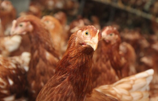 Austernschalen in der Einstreu frdern das natrliche Pickverhalten von Legehennen und knnen helfen, Federpicken innerhalb einer Herde zu reduzieren.
