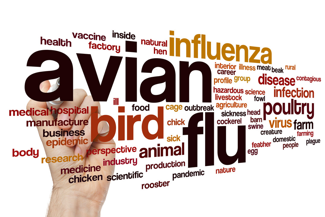 Am 7. Februar findet das erste Fachgesprch Nutzgeflgel zum Thema Avire Influenza in Kalkriese und als Livestream statt.