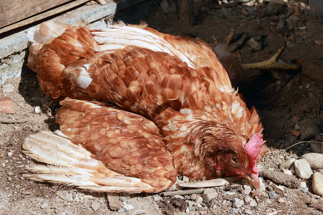 Zeigt Geflügel Geflügelpest-Symptome ohne Infektionsnachweis, könnten andere Krankheiten ursächlich sein.<br>