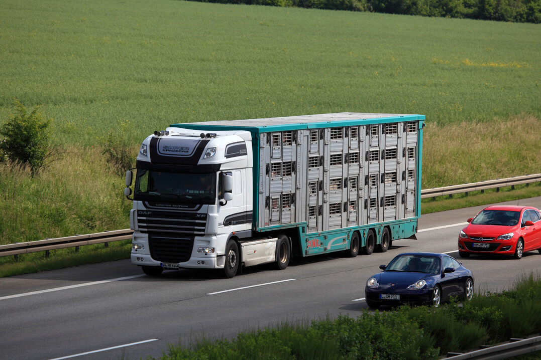 Die maximalen Transportzeiten sollen für Schlachttiere auf neun Stunden begrenzt werden, mit einer mindestens einstündigen Pause.
