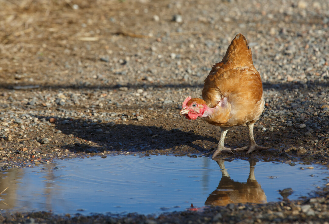 Das geht eigentlich gar nicht: Hausgeflügel darf nicht mit Oberflächenwasser getränkt werden, zu dem wildlebende Vögel Zugang haben.