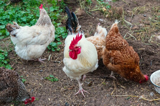Vor dem Aufkommen der Hybridzucht wurden Hhner zur Futtersuche auf den Hfen oft sich selbst berlassen.