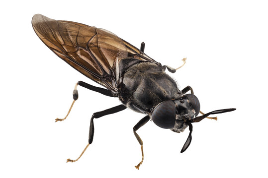 Die Bundesregierung sieht in Insekten neue Mglichkeiten fr kologische Proteinquellen fr die Nutztierftterung.