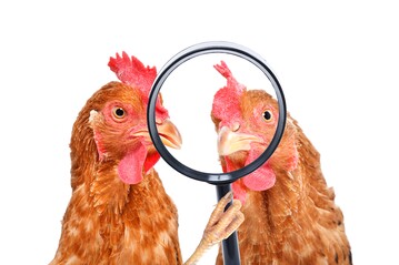 In Deutschland und in der EU gibt es eine Vielzahl an unterschiedlichen Tierwohllabels, die Verbrauchern Orientierung bieten sollen hinsichtlich der Haltungsbedingungen und des Wohlergehens von Nutztieren in der Lebensmittelproduktion.