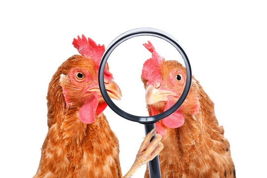 In Deutschland und in der EU gibt es eine Vielzahl an unterschiedlichen Tierwohllabels, die Verbrauchern Orientierung bieten sollen hinsichtlich der Haltungsbedingungen und des Wohlergehens von Nutztieren in der Lebensmittelproduktion.