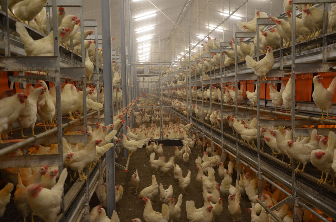   Haltungssysteme fr Legehennen  
bieten den Roten Vogelmilben  
zahlreiche Verstecke. Diese sollten  
regelmig kontrolliert werden, um  
bei Bedarf sofort reagieren zu knnen.