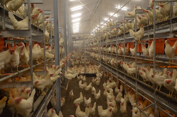  Haltungssysteme fr Legehennen 
bieten den Roten Vogelmilben 
zahlreiche Verstecke. Diese sollten 
regelmig kontrolliert werden, um 
bei Bedarf sofort reagieren zu knnen.