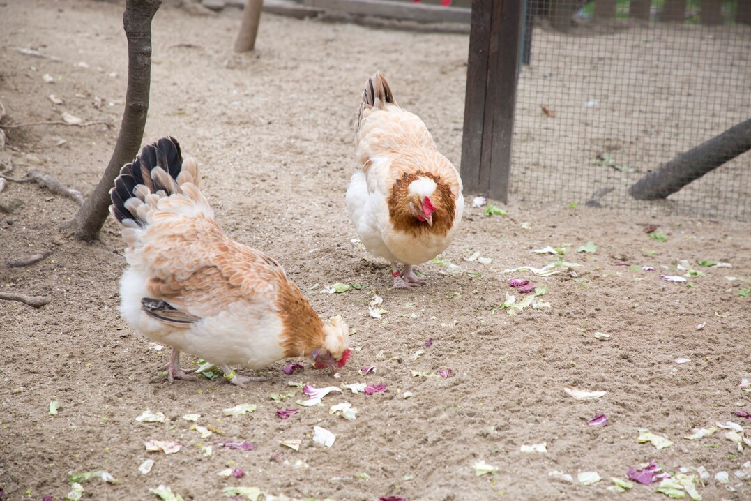 Das Sulmtaler Huhn ist sehr ausgeglichen in der Leistung und bietet in gutem Maße sowohl Fleisch als auch Eier.