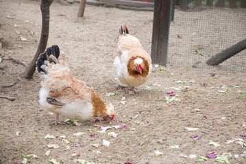 Das Sulmtaler Huhn ist sehr ausgeglichen in der Leistung und bietet in gutem Mae sowohl Fleisch als auch Eier.