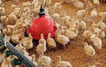 Die Wasserhygiene ist ein entscheidender Faktor in der Biosicherheit jedes Geflgelbetriebes.