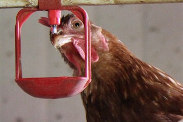 Hitzestress stellt fr Geflgel eine ernsthafte Gefahr dar und erfordert eine gezielte und umfassende Betreuung, um das Wohlergehen und die Gesundheit der Tiere zu schtzen.